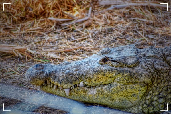 Image of a crocodile resting in the sun.